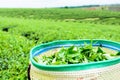 Green tea plantation landscape, green tea in basket. Royalty Free Stock Photo