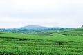 Green tea plantation landscape Royalty Free Stock Photo