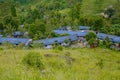 green tea plantation landscape Royalty Free Stock Photo