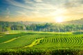 Green tea plantation landscape in the morning Royalty Free Stock Photo