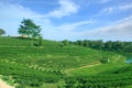 Green tea plantation landscape Royalty Free Stock Photo