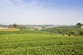 Green tea plantation landscape Royalty Free Stock Photo