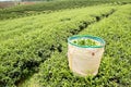 Green tea plantation landscape in Thailand. Royalty Free Stock Photo
