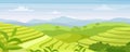 Green tea plantation landscape vector illustration, cartoon flat rural farmland fields, terraced hills with greenery and