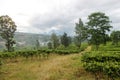 Green tea plantation and the local town - Puncak, Indonesia in b Royalty Free Stock Photo