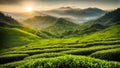 Green tea plantation, farm, field organic environment morning cultivation panoramic Royalty Free Stock Photo
