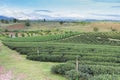 Green tea plantation over high hill Royalty Free Stock Photo