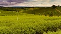 Green tea plantation over high hill land slope Royalty Free Stock Photo