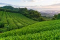 Green tea plantation on sunrise Royalty Free Stock Photo