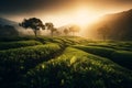 Green Tea Plantation at Sunrise with Tea Plants in the shining rays of the sun. Chinese Green Tea Landscape. Ai generated