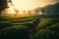 Green Tea Plantation at Sunrise with Tea Plants in the shining rays of the sun. Chinese Green Tea Landscape. Ai generated