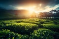 Green Tea Plantation at Sunrise with Tea Plants in the shining rays of the sun. Chinese Green Tea Landscape. Ai generated