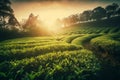 Green Tea Plantation at Sunrise with Tea Plants in the shining rays of the sun. Chinese Green Tea Landscape. Ai generated