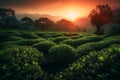 Green Tea Plantation at Sunrise with Tea Plants in the shining rays of the sun. Chinese Green Tea Landscape. Ai generated