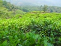 Green Tea Plantation in Wayanad Kerala Royalty Free Stock Photo