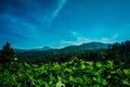 Green tea plantations with blue sky and mountain as background in puncak bogor Royalty Free Stock Photo