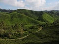 Green tea plantations in Malaysia Royalty Free Stock Photo