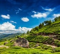 Green tea plantations in Munnar, Kerala, India