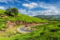 Green tea plantations in Munnar, Kerala, India Royalty Free Stock Photo