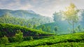 Green tea plantations in Munnar, Kerala, India Royalty Free Stock Photo