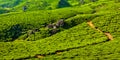 Green tea plantations in Munnar, Kerala, India Royalty Free Stock Photo