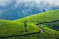 Green tea plantations in Munnar, Kerala, India Royalty Free Stock Photo