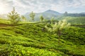 Green tea plantations in Munnar on sunrise, Kerala, India Royalty Free Stock Photo