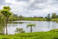 Green tea plantations near lake, high in the mountains in Mauritius island Royalty Free Stock Photo