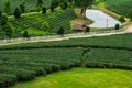 Green tea plantations in Thailand. Royalty Free Stock Photo