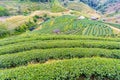 Green tea platation farm landscape hill cultivation Royalty Free Stock Photo