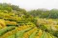 Green tea platation farm landscape hill cultivation Royalty Free Stock Photo