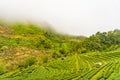 Green tea platation farm landscape hill cultivation Royalty Free Stock Photo