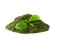 Green tea sencha on white background