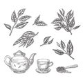 Green tea sketch vector illustration. Leaves, teapot and cup hand drawn isolated design elements Royalty Free Stock Photo