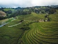 Green tea terrace plantation Gorreana in fog from above, drone shot, Azores islands. The oldest, and currently only, tea