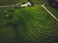 Green tea terrace plantation Gorreana in fog from above, drone shot, Azores islands. The oldest, and currently only, tea