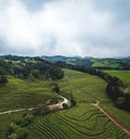 Green tea terrace plantation Gorreana in fog from above, drone shot, Azores islands. The oldest, and currently only, tea