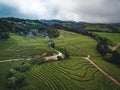 Green tea terrace plantation Gorreana in fog from above, drone shot, Azores islands. The oldest, and currently only, tea