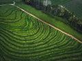 Green tea terrace plantation Gorreana in fog from above, drone shot, Azores islands. The oldest, and currently only, tea