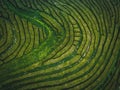 Green tea terrace plantation Gorreana in fog from above, drone shot, Azores islands. The oldest, and currently only, tea