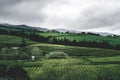 Green tea terrace plantation Gorreana in fog from above, drone shot, Azores islands. The oldest, and currently only, tea