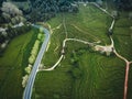 Green tea terrace plantation Gorreana in fog from above, drone shot, Azores islands. The oldest, and currently only, tea