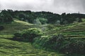 Green tea terrace plantation Gorreana in fog from above, drone shot, Azores islands. The oldest, and currently only, tea