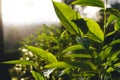 Green tea tree Assam tea leaves on the mountain in the evening