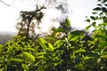 Green tea tree Assam tea leaves on the mountain in the evening