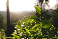 Green tea tree Assam tea leaves on the mountain in the evening