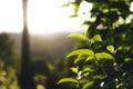 Green tea tree Assam tea leaves on the mountain in the evening