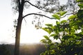 Green tea tree Assam tea leaves on the mountain in the evening