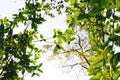 Green tea tree Assam tea leaves on the mountain in the evening