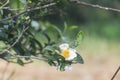 Green tea tree Flower fresh leaves in eco herbal farm. Tree tea plantations in morning sun light. Freshness herbal natural garden Royalty Free Stock Photo